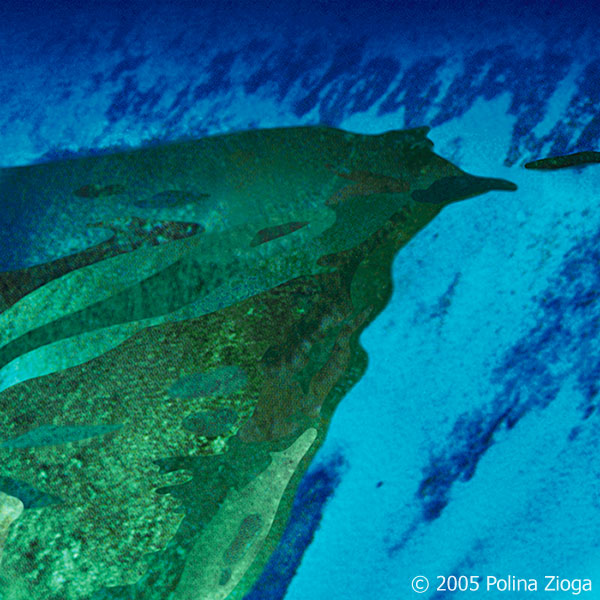 http://www.polina-zioga.com/files/gimgs/62_fromabove.jpg