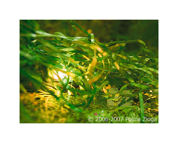 http://www.polina-zioga.com/files/gimgs/69_landscapeingreen-02.jpg