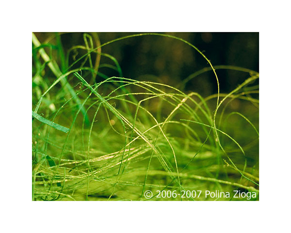 http://www.polina-zioga.com/files/gimgs/69_landscapeingreen-03.jpg