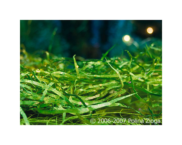 http://www.polina-zioga.com/files/gimgs/69_landscapeingreen-05.jpg
