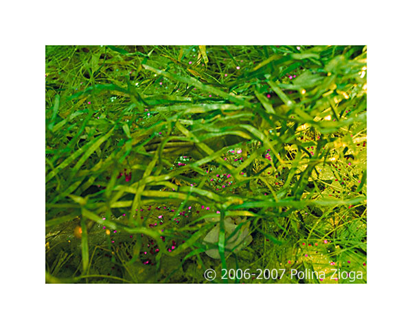 http://www.polina-zioga.com/files/gimgs/69_landscapeingreen-07.jpg