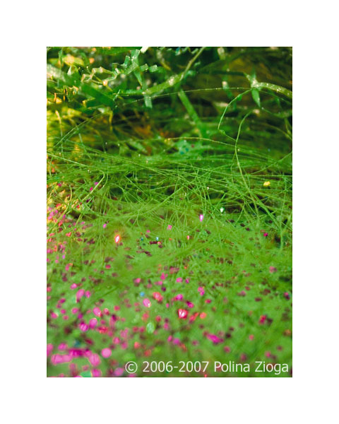 http://www.polina-zioga.com/files/gimgs/69_landscapeingreen-13.jpg
